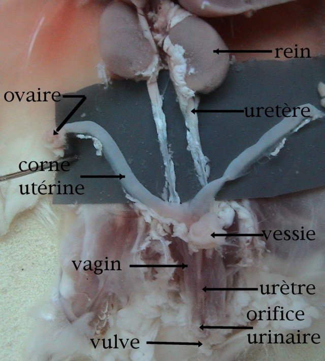 Dissection des organes génitaux mâle et femelle SCIENCES DE LA VIE ET — free download